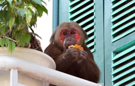 Con khỉ mặt đỏ được nhiều người dân cho ăn trái cây