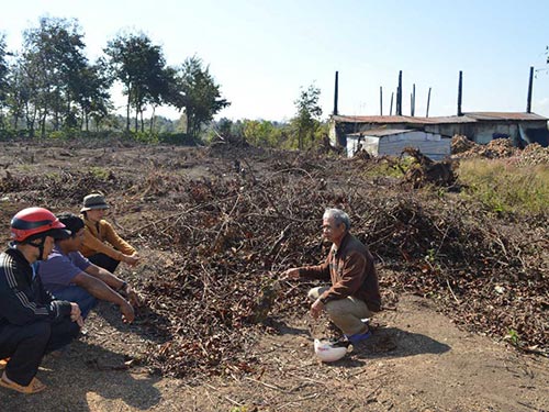 Vườn cà phê của gia đình chị Vũ Thị Nên phải chặt bỏ vì cây không phát triển
