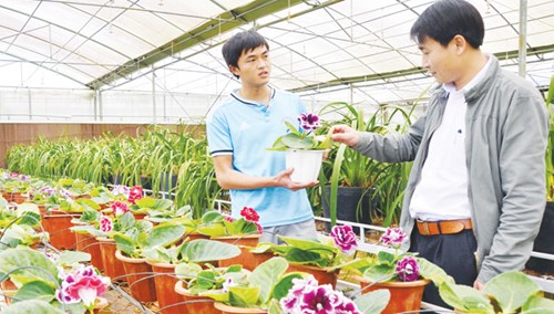 
Kỹ sư Nguyễn Văn Hoàng (trái) giới thiệu giống hoa chuông tình yêu.
