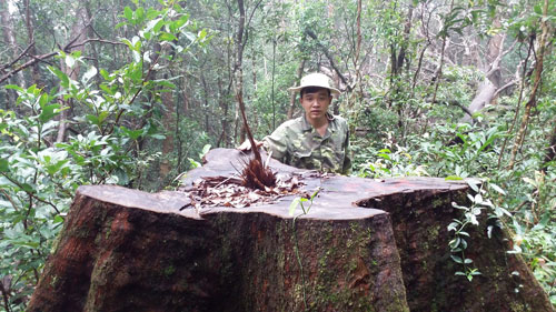Những cây gỗ bị chặt hạ còn trơ gốc tại lâm phần của Công ty TNHH-MTV Lâm nghiệp Kon Chiêng quản lý