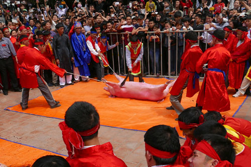 Lễ hội chém lợn làng Ném Thượng ở Bắc Ninh có nhiều cảnh bạo lực, phản cảm Ảnh: ĐOÀN QUÝ