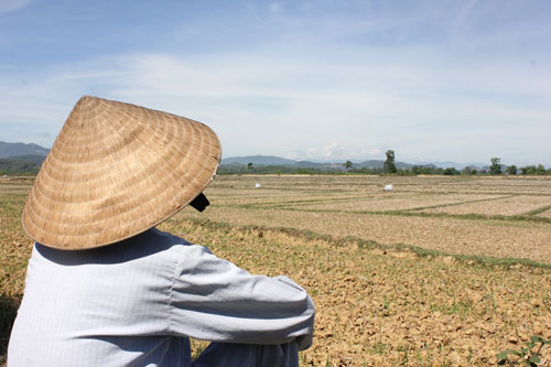 Thiếu nước sản xuất khiến gần chục hecta đất trồng lúa ở xã Ba Dinh, huyện Ba Tơ, tỉnh Quảng Ngãi phải bỏ hoang