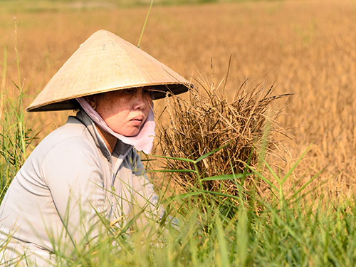 Khô hạn, ruộng đồng nứt nẻ, người trồng lúa ở huyện An Biên, tỉnh Kiên Giang đang ngày đêm trông mưa Ảnh: THỐT NỐT