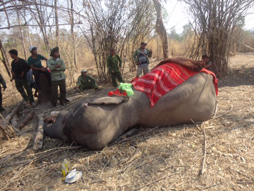 Nhiều voi nhà ở Đắk Lắk đã chết khi chưa kịp trưởng thành