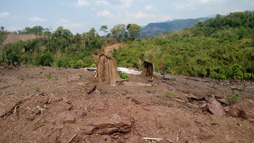 Sau khi được giao đất, Công ty Minh Trí đã dọn sạch những cây rừng để trồng cao su