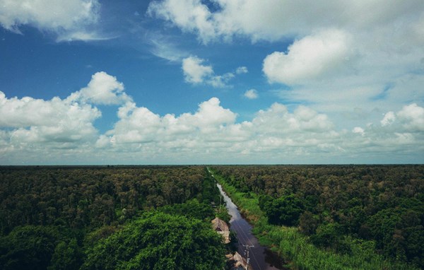 
Mênh mang khắp bốn bề là những rừng tràm trải dài ngút tầm mắt tới tận chân trời
