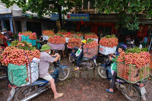 
Nguyên nhân ùn ứ do nhiều đại lý tổ chức thu mua trái vải tập thể, các xe tải liên tục vào ra dẫn đến ách tắc vào chiều 20/6. (Ảnh: Minh Sơn/Vietnam+)
