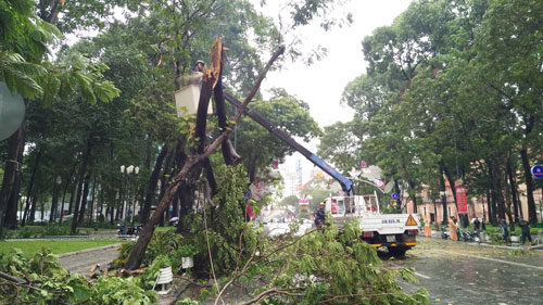 Công nhân Công ty TNHH MTV Công viên Cây xanh TP HCM dọn dẹp cây xanh ở Công viên 30-4 gãy đè người đi đường