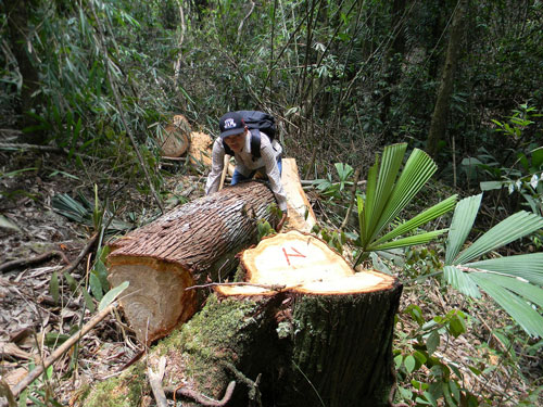Những cây pơ-mu trăm tuổi bị lâm tặc đốn hạ như thế này nằm ngổn ngang trong rừng huyện Nam Giang, tỉnh Quảng Nam