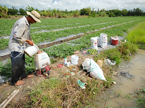 Không ít nhà nông ở ĐBSCL đã cho dưa hấu “ngậm” quá nhiều thuốc kích thích, tăng trưởng Ảnh: NGỌC TRINH