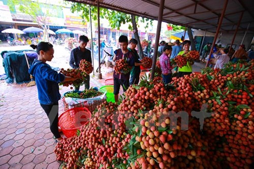 
Giá vải thiều ở Lục Ngạn năm nay dao động 15 – 20 ngàn đồng/kg. (Ảnh: Minh Sơn/Vietnam+)
