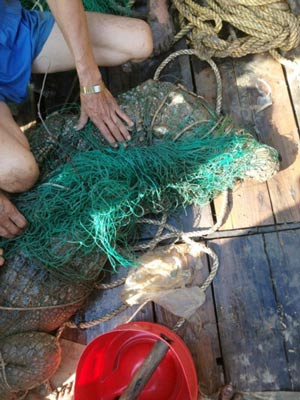 Con cá sấu nặng khoảng 70 kg nằm gọn trong lưới của người dân