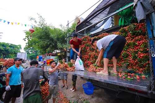 
Xe tải, container từ khắp các tỉnh đổ về đây thu mua trái vải, trong đó đa phần từ phía Nam như Bình Định, Phú Yên, Quảng Nam... Một lượng lớn vải được xuất đi Trung Quốc. (Ảnh: Minh Sơn/Vietnam+)
