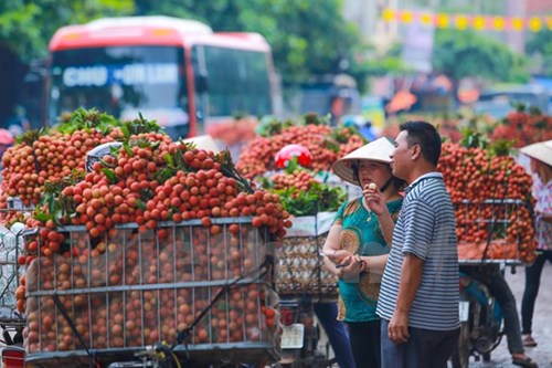 
Thương nhân Trung Quốc đến mùa vải thiều đã trực tiếp có mặt ở đây để thu mua. (Ảnh: Minh Sơn/Vietnam+)
