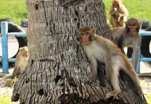Hình tượng con khỉ đã trở thành biểu tượng của tinh thần ứng xử nhân văn truyền thống. Bức ảnh này sẽ đưa bạn đến những hiểu biết đầy thú vị về giá trị của con khỉ trong văn hóa và tín ngưỡng.