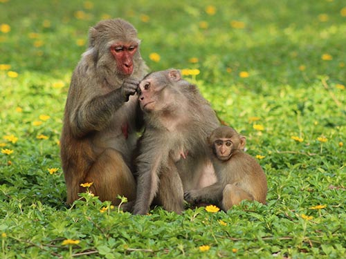 Chẳng những dạy cho con cách dùng thuốc, khỉ còn dạy cách bắt chí để vừa tỏ tình đoàn kết vừa làm sạch da Ảnh: KỲ NAM