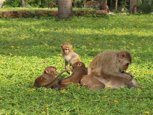 Loài khỉ cũng như người, biết yêu thương gia đình và con cái Ảnh: KỲ NAM