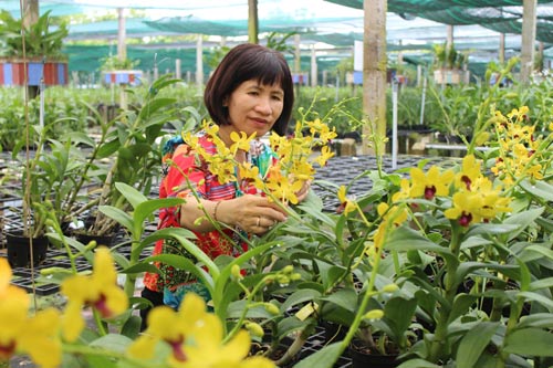 Chị Nguyễn Thị Huệ kiểm tra quá trình phát triển của hoa lan