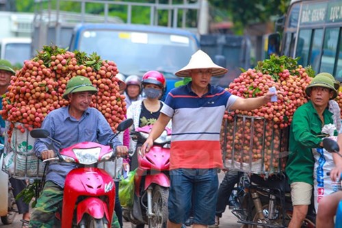 
Có trường hợp, lợi dụng tình trạng ùn tắc, nhiều thương nhân đã ép giá trái vải xuống mức thấp nhất. Thậm chí có ngày chỉ còn 7.000-8.000 đồng/kg. (Ảnh: Minh Sơn/Vietnam+)
