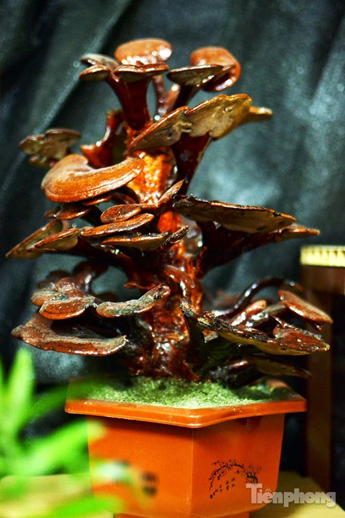 
 Một cây nấm linh chi bonsai với nhiều tầng, tán rộng.
