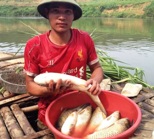 
Cá lồng bè của một hộ dân ở xã Thành Mỹ, huyện Thạch Thành, tỉnh Thanh Hóa chết trắng lồng sau khi nguồn nước ô nhiễm đi qua
