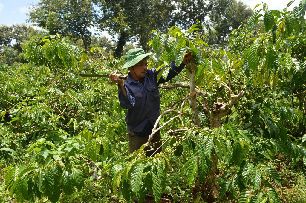 Hàng chục năm qua, Công ty Cà phê Cư Pul đã khoán trắng cho người lao động