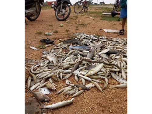 Người dân nhặt cá chết dạt vào bờ biển Quảng BìnhẢnh: HOÀNG PHÚC