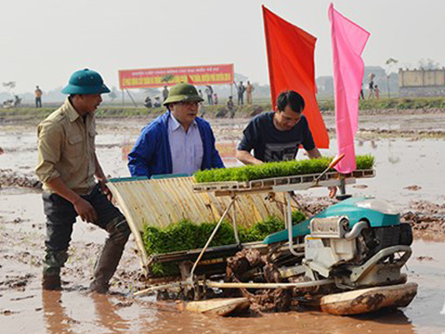 
Tân Bí thư Hà Nội Hoàng Trung Hải (giữa) xuống ruộng cấy lúa cùng nông dân
