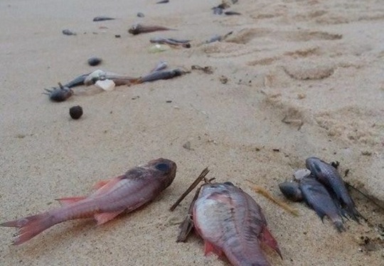 Cá chết bất thường trôi dạt vào bờ biển xã Quảng Phú (huyện Quảng Trạch, tỉnh Quảng Bình)