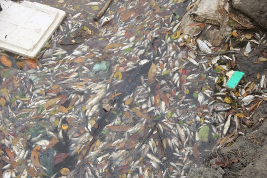 
Cá chết dày đặc ở Thừa Thiên - Huế những ngày trước
