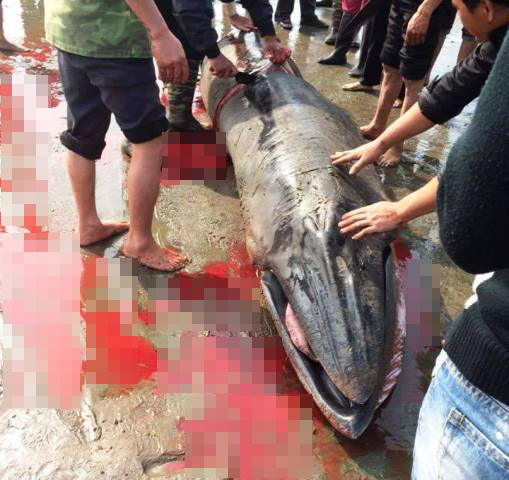 Hình ảnh cá Voi bị xẻ thịt ở xã Hải Đông, huyện Hải Hậu, tỉnh Nam Định được đưa lên mạng xã hội facebook