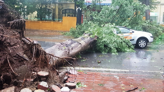 Gió giật mạnh trong bão số 1 đã quật đổ cây to, đè bẹp xe taxi đang di chuyển trên phố Hà Nội sáng sớm ngày 28-8 - Ảnh: Thế Huỳnh