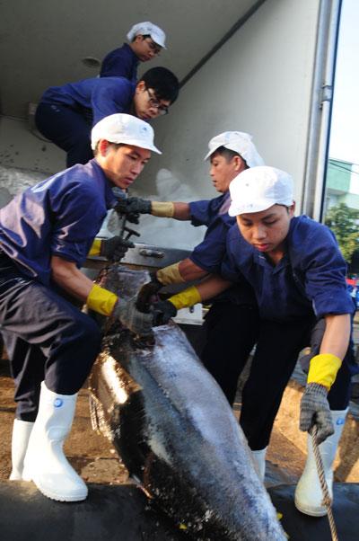 Cá ngừ được đánh bắt theo công nghệ Nhật Bản tại tỉnh Bình Định