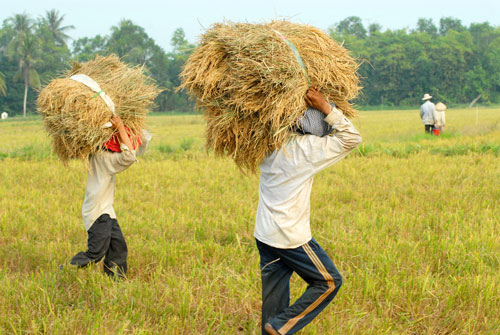 Mỗi năm, ĐBSCL đóng góp hơn 90% sản lượng gạo xuất khẩu nhưng người trồng lúa ở khu vực này luôn nghèo Ảnh: NGỌC TRINH