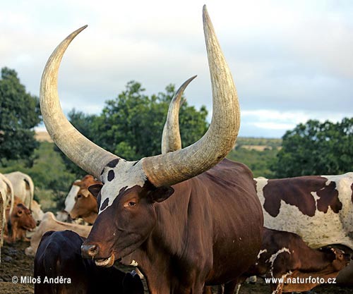 Những cặp sừng rao bán trên đường phố hầu hết không phải là sừng bò hoang dã châu Phi mà là sừng của các giống bò nuôi tại châu Phi (trong ảnh là bò Ankole, một giống bò nuôi ở châu Phi)
