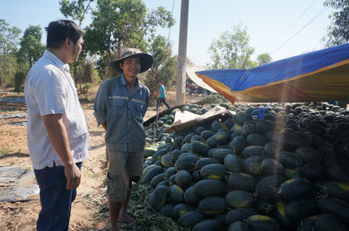 Người trồng dưa hấu ở tỉnh Đắk Lắk được mùa nhưng thu hoạch về không có người mua Ảnh: Cao Nguyên