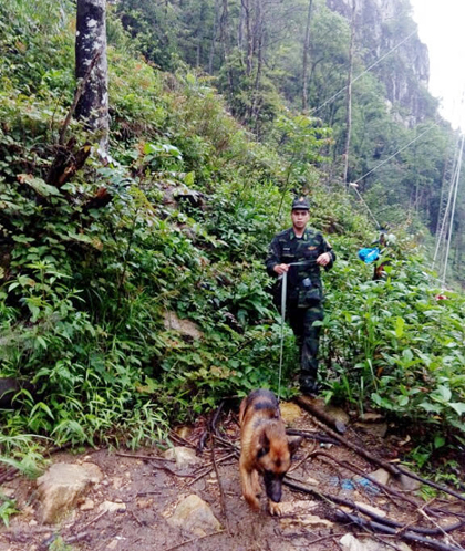 Chó nghiệp vụ đã được huy động để tìm kiếm du khách người Anh mất tích - Ảnh: Báo Lào Cai