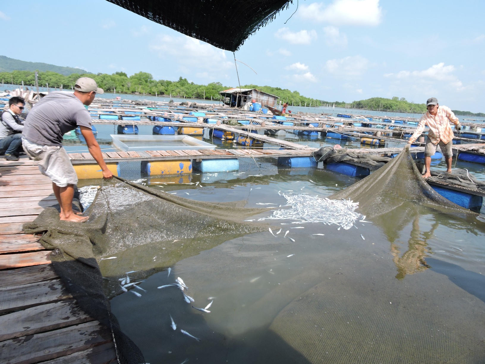 
Cá chết hàng loạt trong tháng 9-2015 khiến nhiều hộ dân lao đao
