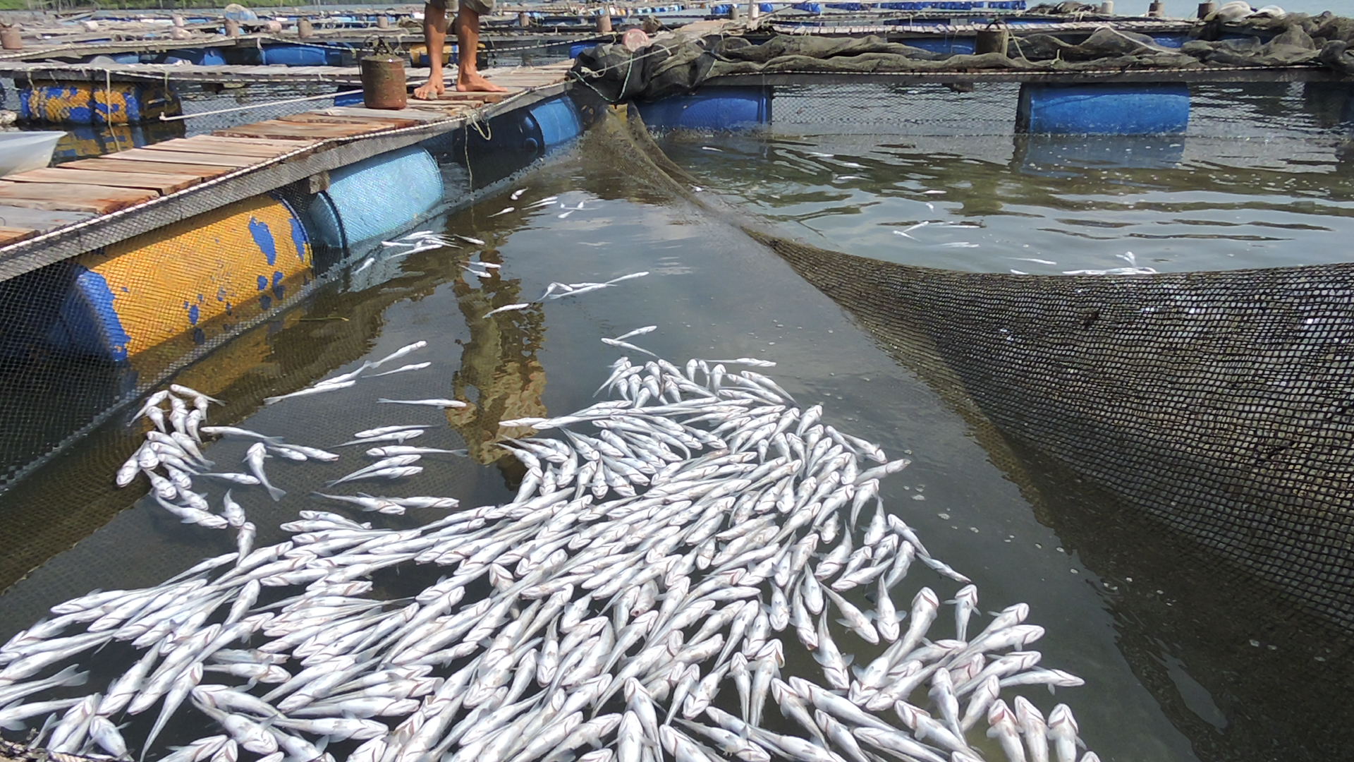 Tình trạng cá chết xảy ra tại sông Chà Và vào tháng 9-2015