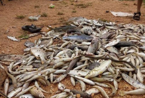 Người dân tỉnh Quảng Bình dọn dẹp cá chết trôi vào bờ - Ảnh: HOÀNG PHÚC