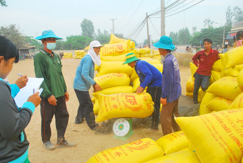 Nông dân ĐBSCL lo giá lúa giảm khi Thái Lan xả kho gạo Ảnh: Thốt Nốt