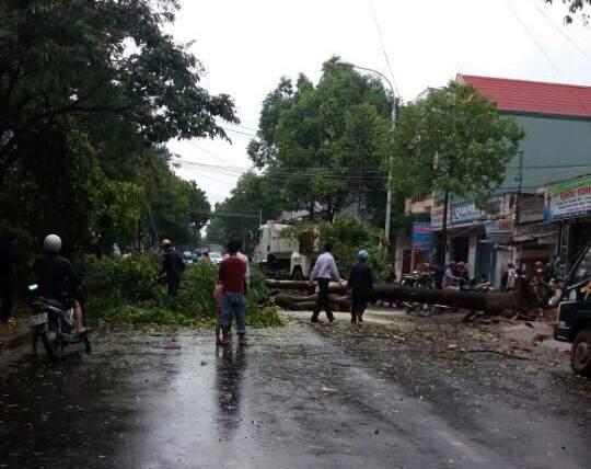 
Một cây xanh lớn bật gốc đổ xuống đường nhưng rất may không gây thương vong về người
