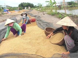 Giá lúa đang có lợi cho nông dân