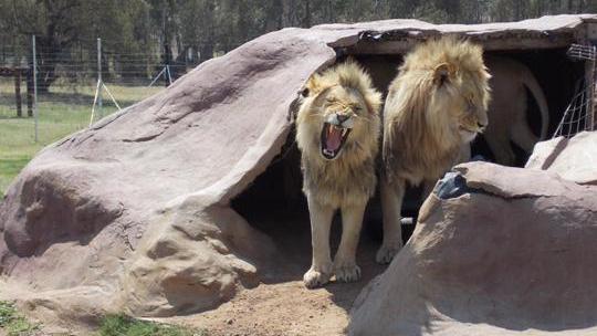 
Nkalemelo Latha mất mạng sau khi bị 2 con sư tử vườn bách thú Otavi Wildlife Sanctuary tấn công. Ảnh: The Times.
