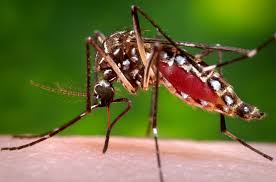 
Muỗi có thể lây ruyền virus Zika
