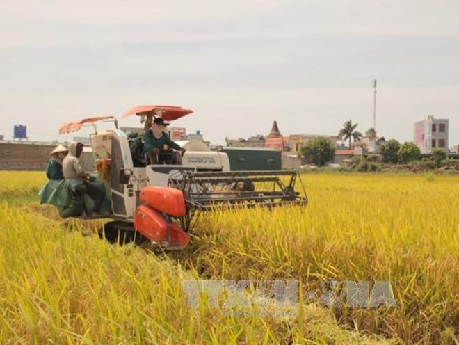 Nông dân thu hoạch lúa ở Thái Bình.
