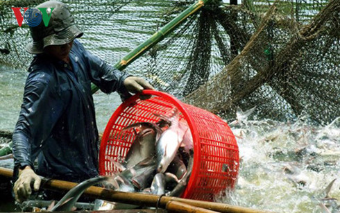 Người nuôi cá tra thường xuyên đối mặt với rủi ro trên thương trường