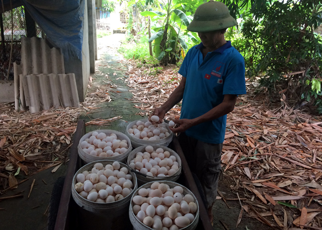 Dân trong nghề đặt nghi vấn trứng gà ta giá rẻ bán ở chợ chính là trứng gà Ai Cập nuôi công nghiệp