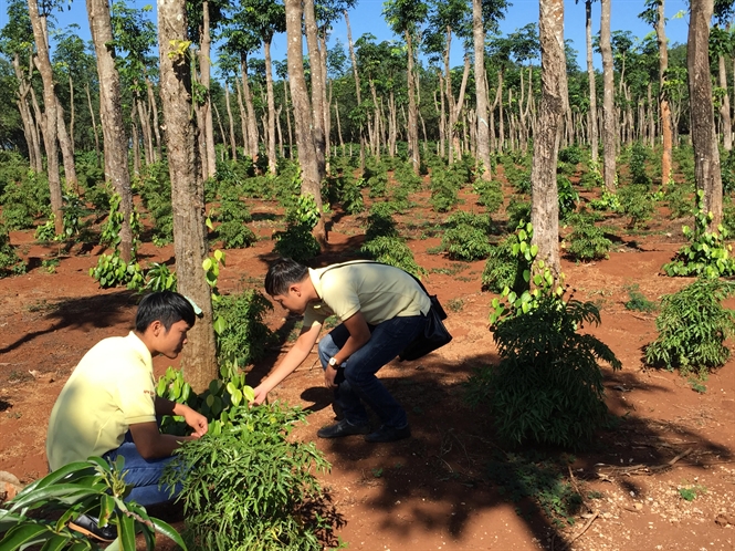 
Nhiều nông dân đang đua nhau trồng đinh lăng
