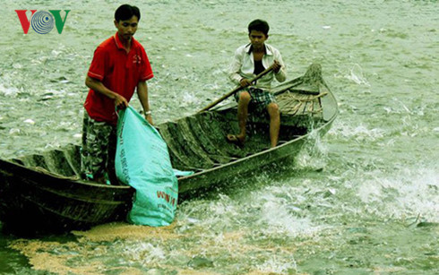 Chi phí thức ăn cho cá tra đội chi phí nuôi rất cao